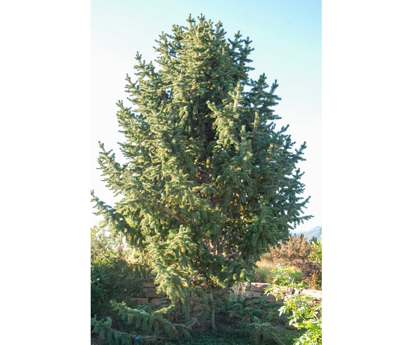 Bristlecone Pine